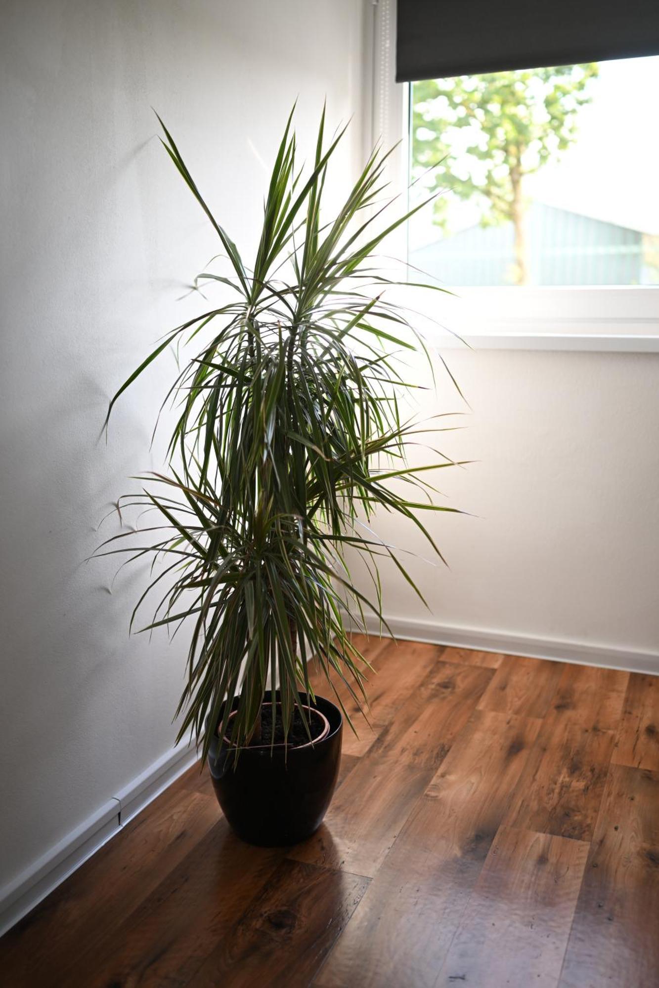 Ferienwohnung Siegen Apartment *